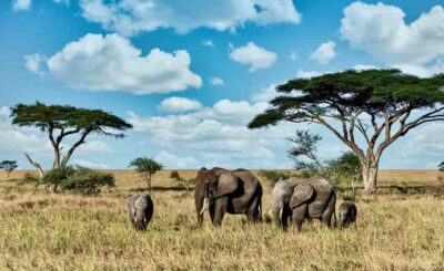 Safari in Tanzania