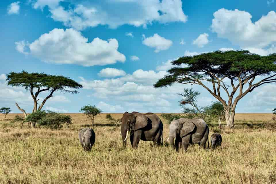 Safari in Tanzania