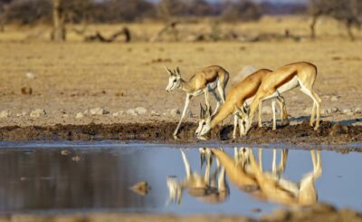 The Impact of Climate Change on Tanzania's Wildlife and Conservation Efforts