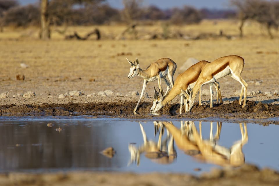 The Impact of Climate Change on Tanzania's Wildlife and Conservation Efforts